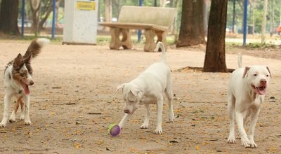cachorros_no_parcao_praca_ayrton_senna_do_brasil_rvrsa_abr_2910212709.jpg