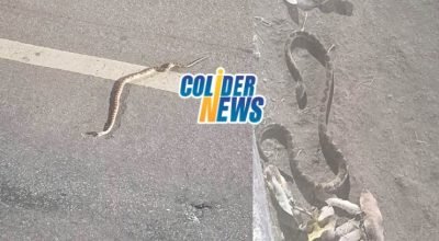 cobra jararaca colider materia