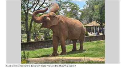elefante sandro