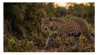 onca pintada amazonia