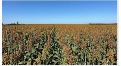 plantacao sorgo em MT