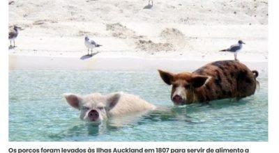 porcos da Ilhas Auckland